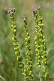 Veronica teucrium