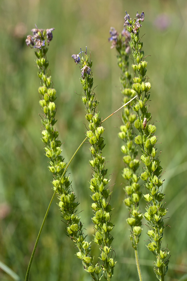 Изображение особи Veronica teucrium.