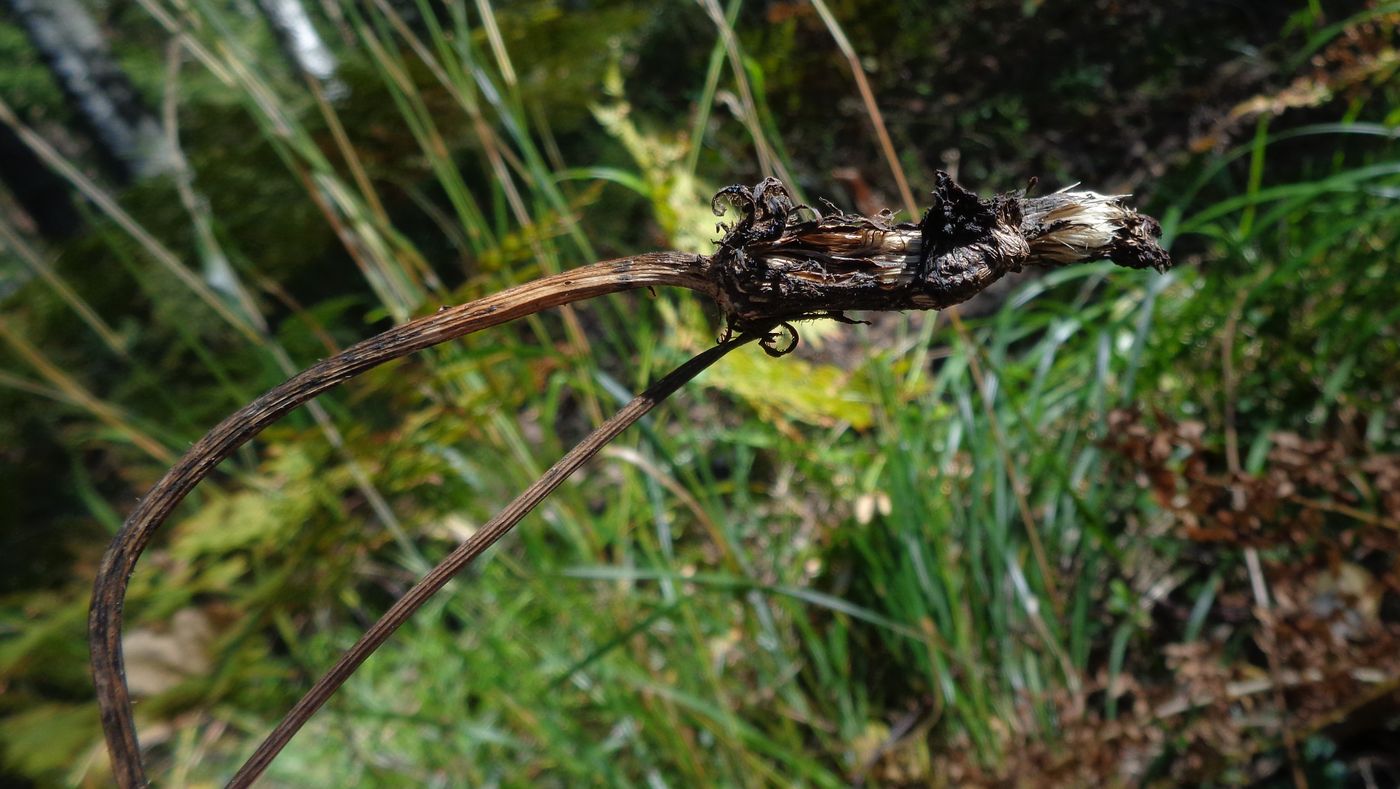 Image of Trommsdorffia maculata specimen.