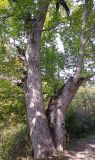 Juglans regia. Нижние части стволов и крон взрослых деревьев. Грузия, край Самцхе-Джавахети, Боржомский муниципалитет, окр. с. Квабисхеви, ≈ 920 м н.у.м., лиственный лес, обочина грунтовой дороги. 09.10.2018.