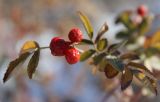 Rosa beggeriana. Зрелые плоды и части листьев в осенней окраске. Казахстан, Туркестанская (Южно-Казахстанская) обл., Тюлькубасский р-н, окр. села Жабаглы, Круглый сад, приречные заросли. 14 ноября 2018 г.