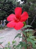 Hibiscus coccineus. Верхушка побега с цветком. Крым, пос. Партенит, в культуре. 23.09.2018.