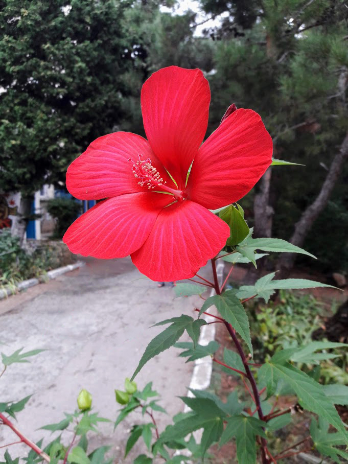 Image of Hibiscus coccineus specimen.