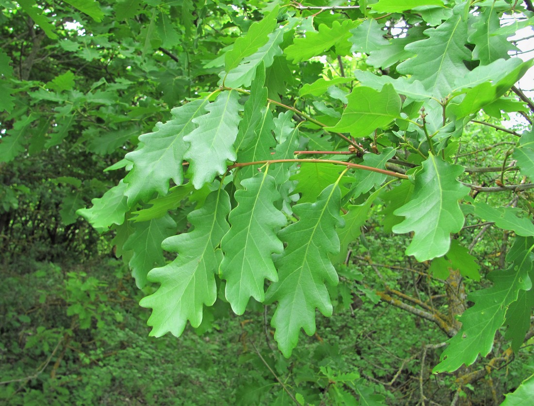 Изображение особи род Quercus.