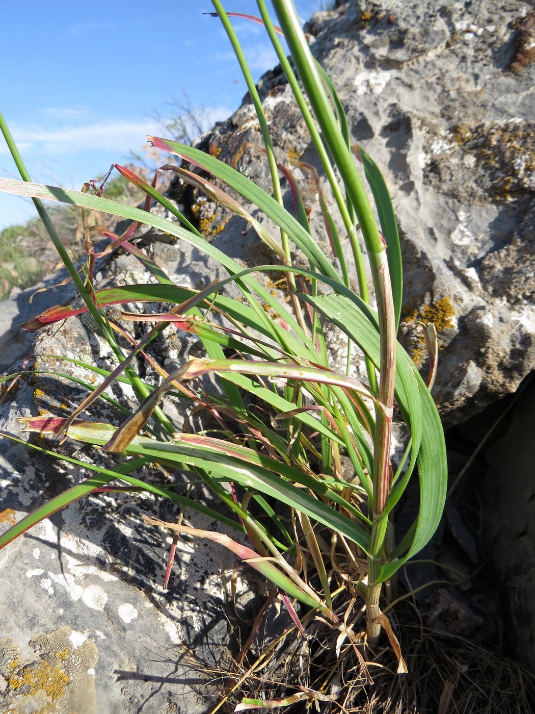 Image of Allium oreoscordum specimen.