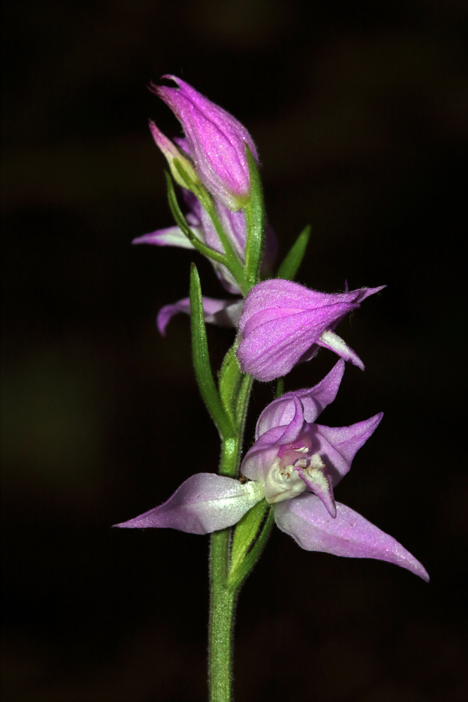 Image of Cephalanthera rubra specimen.