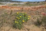 Arctotheca calendula