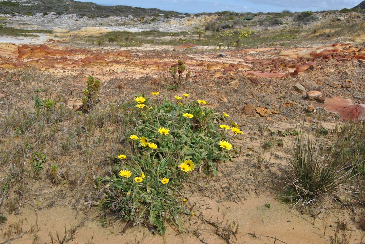 Image of Arctotheca calendula specimen.