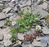 род Erigeron. Цветущее растение. Грузия, Казбегский муниципалитет, окр. перевала Чаухи, ≈ 3300 м н.у.м, щебенистое плоское место. 01.08.2018.