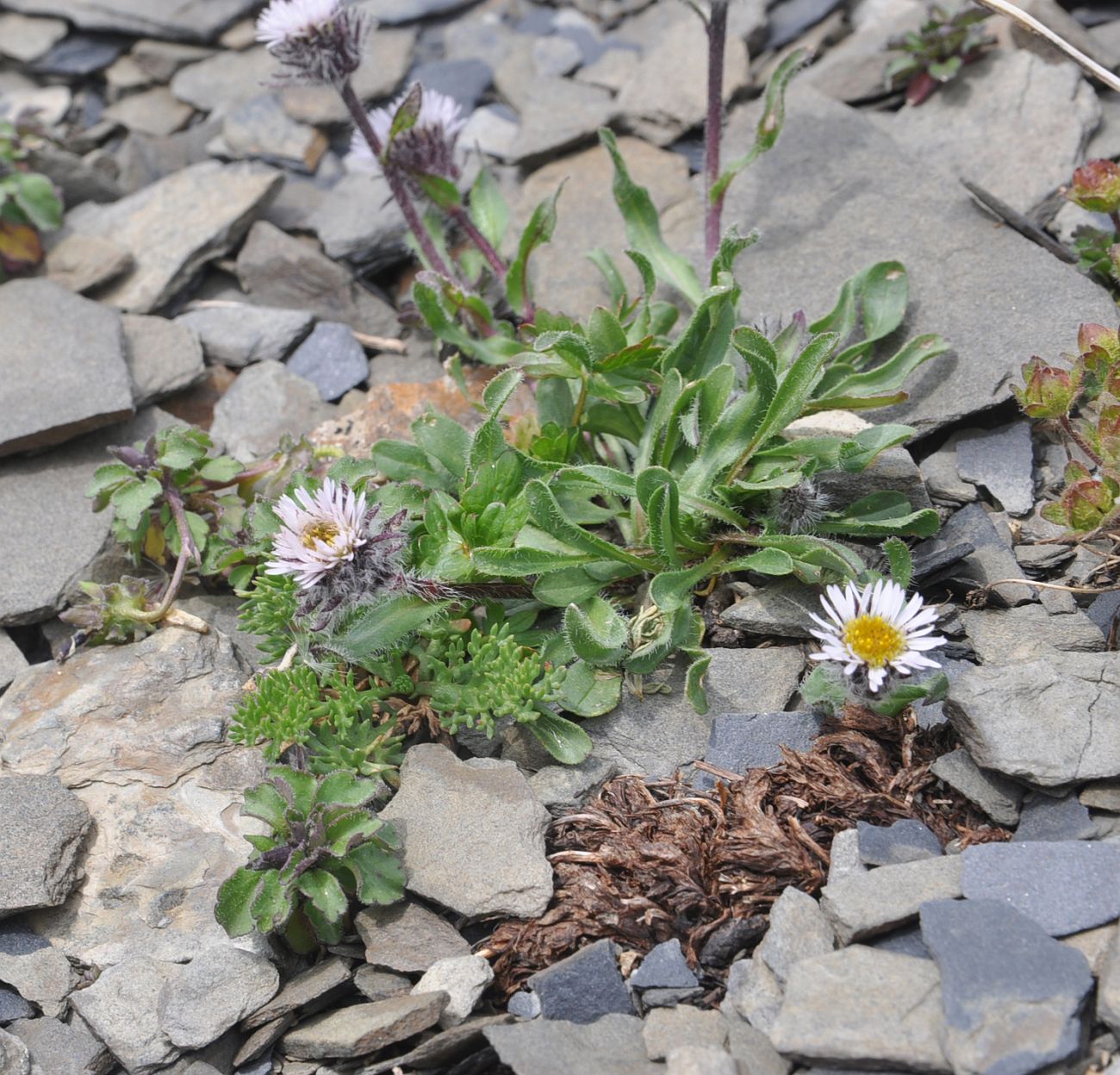 Изображение особи род Erigeron.