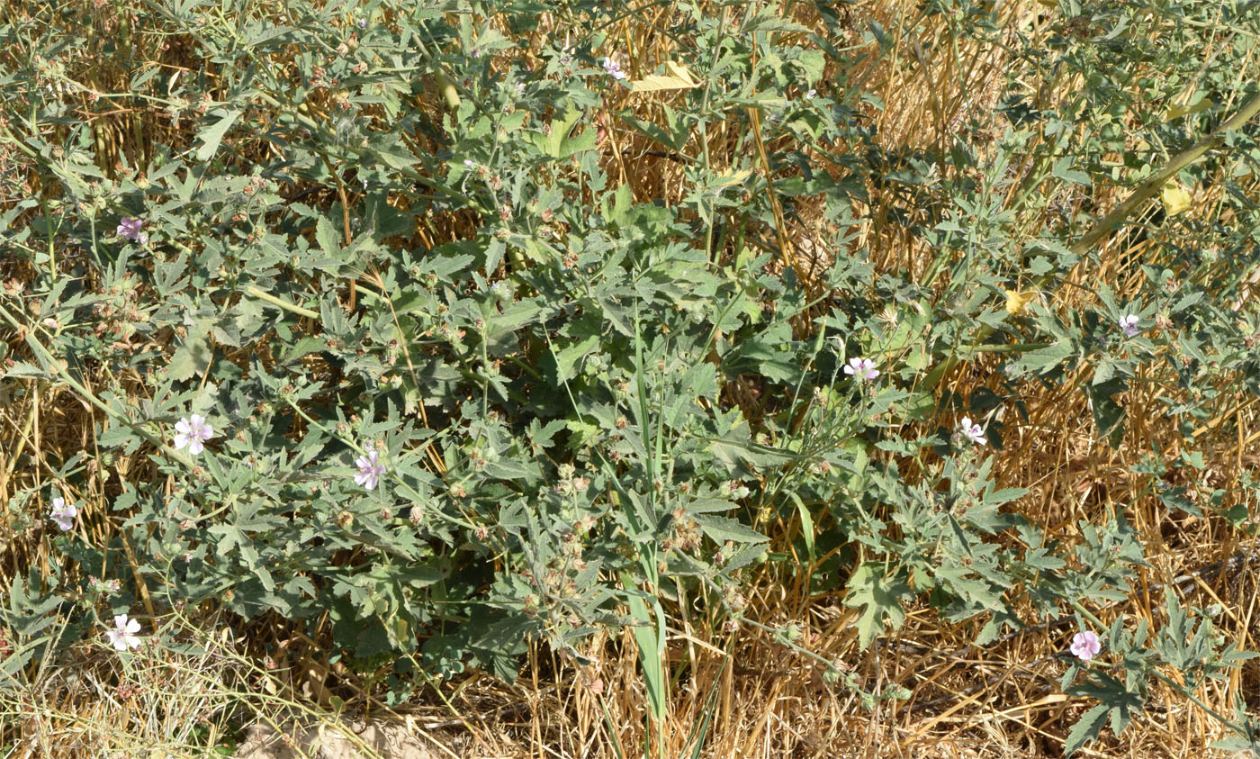 Изображение особи Althaea cannabina.