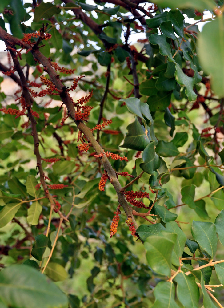 Изображение особи Ceratonia siliqua.