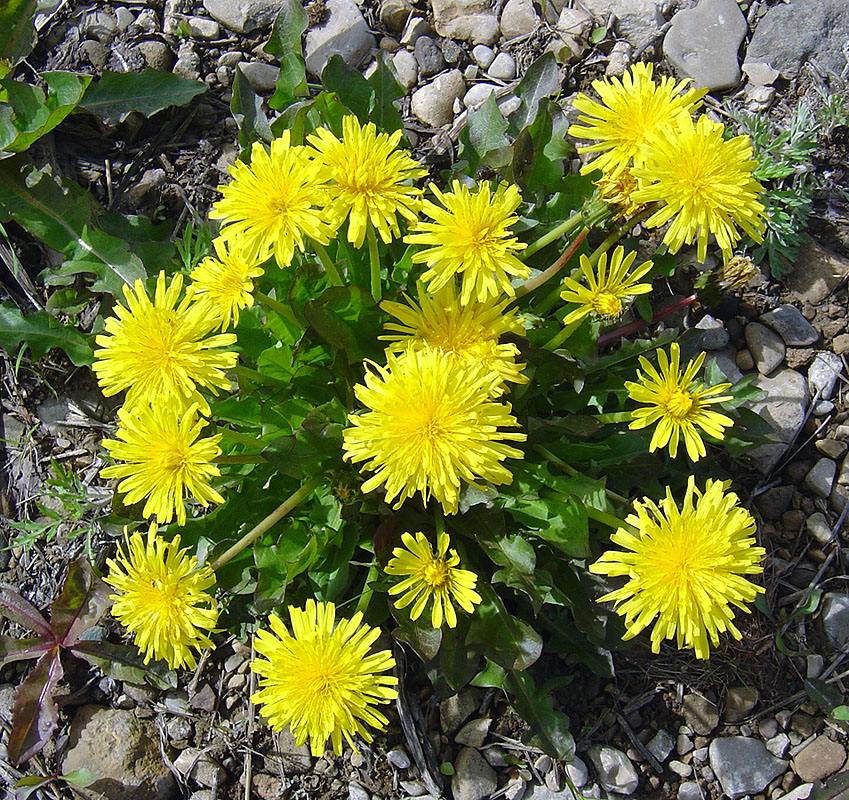 Image of genus Taraxacum specimen.