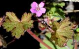 Geranium rotundifolium. Цветок и листья. Узбекистан, Джизакская обл., Зааминский р-н, Зааминский национальный парк, склон небольшего сая. 22.04.2018.