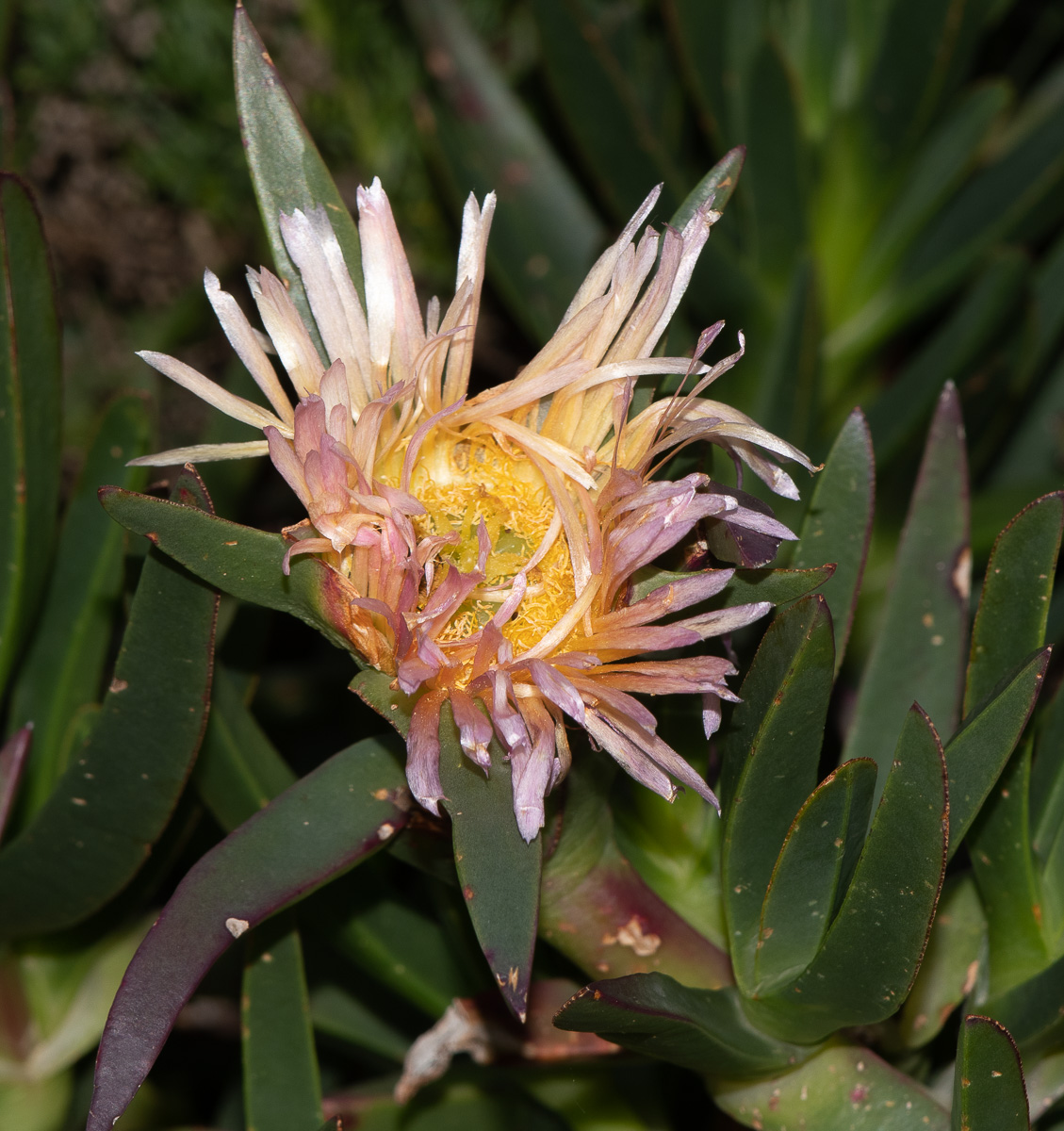 Изображение особи род Carpobrotus.