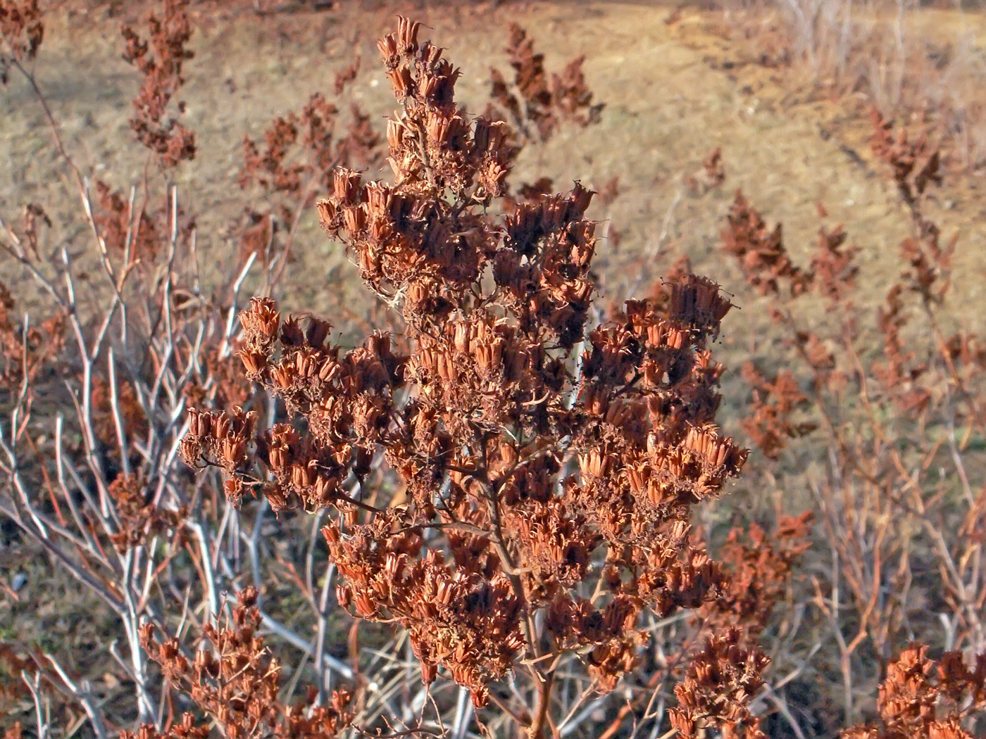 Image of Sorbaria sorbifolia specimen.