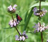 Phlomoides tuberosa. Верхушка цветущего побега с бабочкой-пестрянкой (Zygaena). Казахстан, Восточно-Казахстанская обл., Глубоковский р-н, окр. с. Зимовье. 22.06.2012.