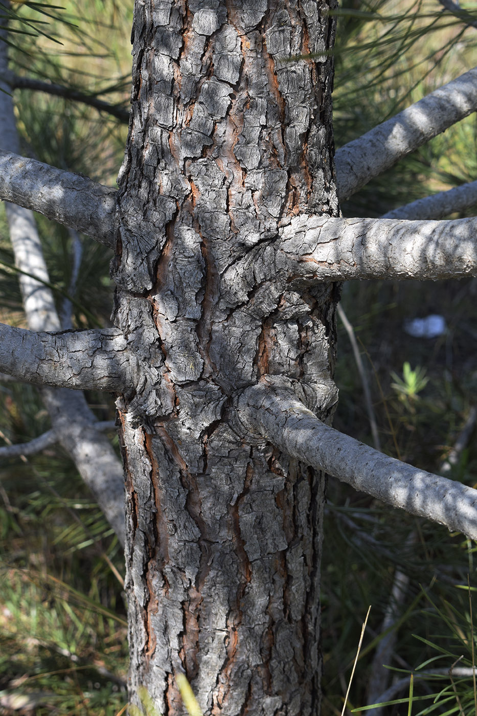 Изображение особи Pinus pinaster.