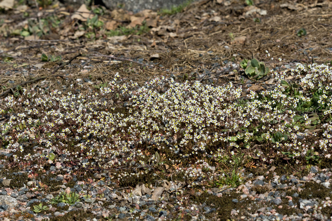 Изображение особи Erophila verna.