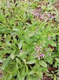 Chorispora tenella. Цветущее растение. Волгоград. 01.05.2019.