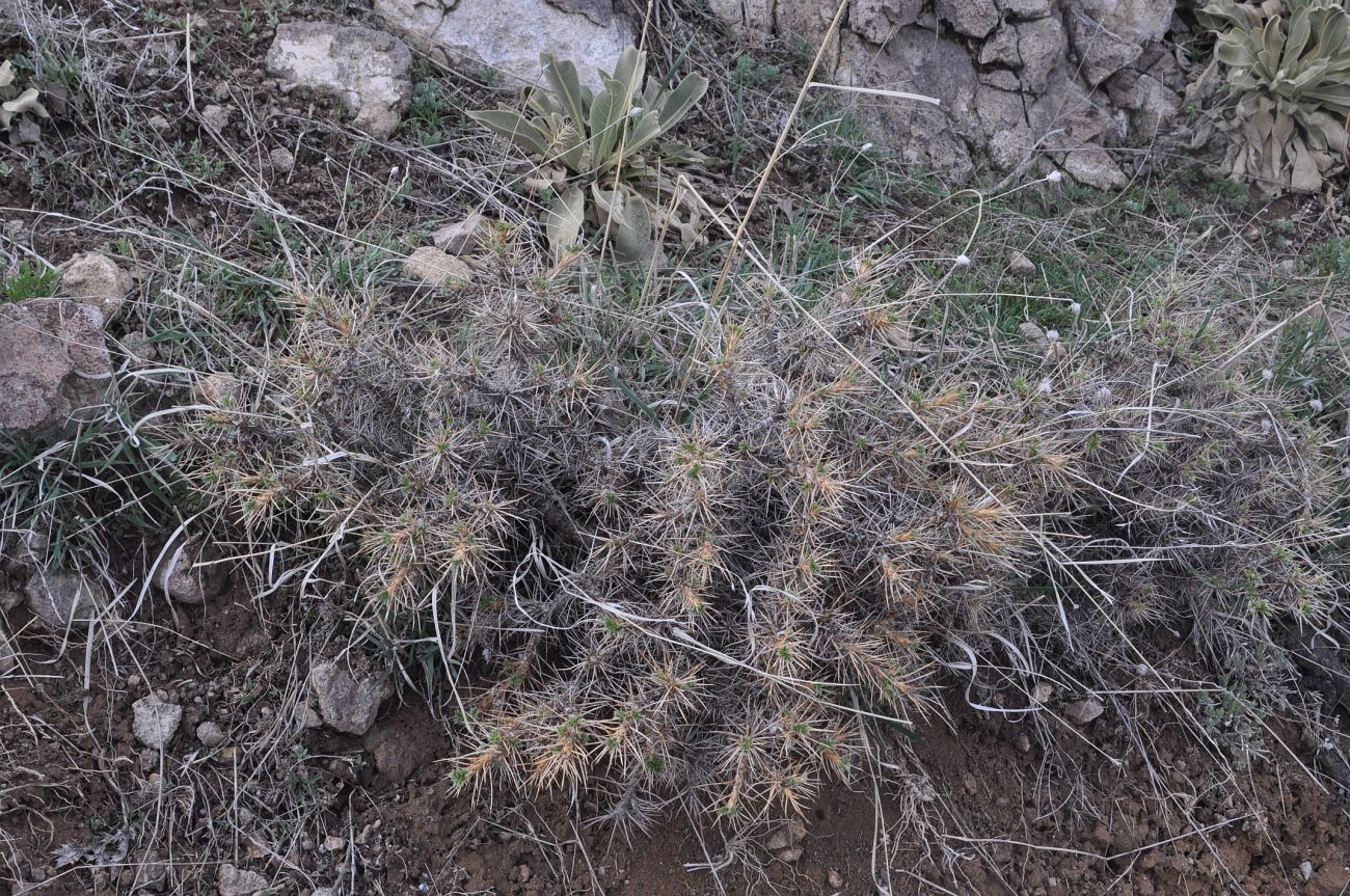 Image of genus Astracantha specimen.