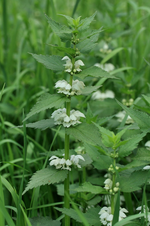 Image of Lamium album specimen.