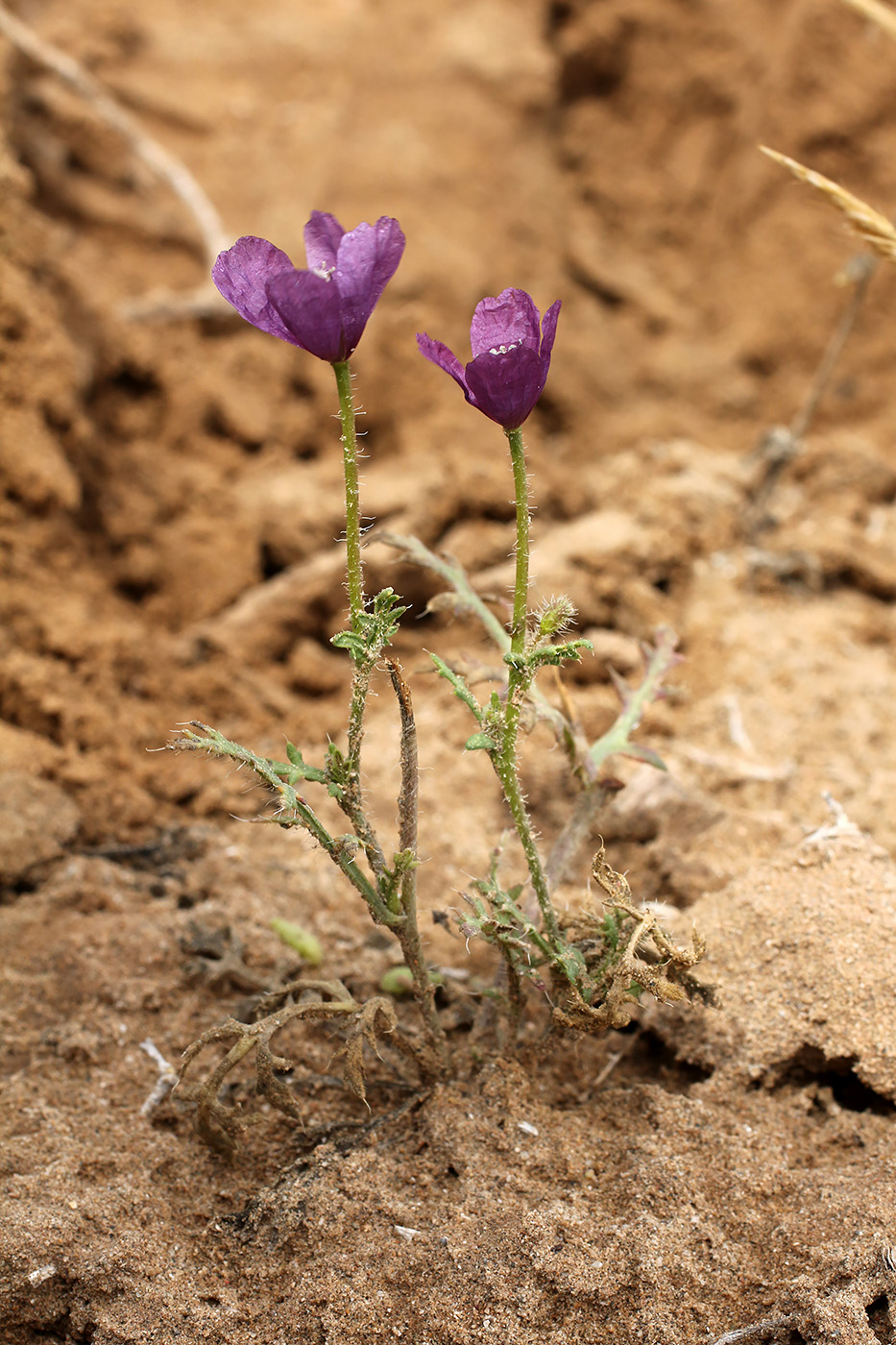 Image of Roemeria hybrida specimen.