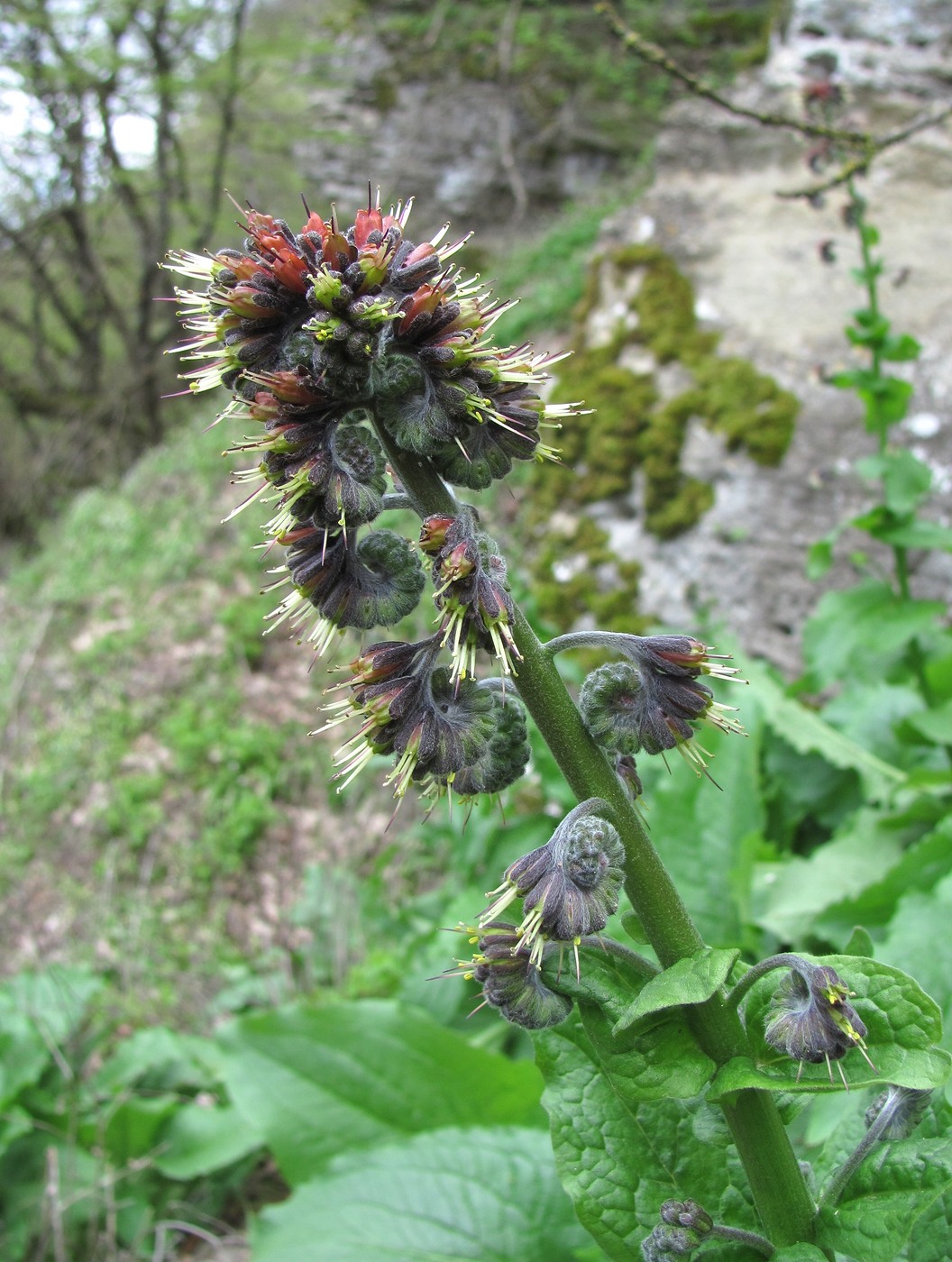 Image of Solenanthus circinnatus specimen.