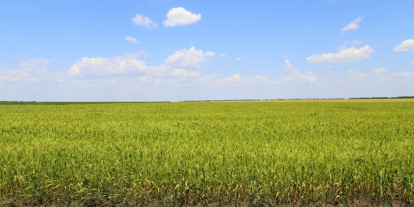 Изображение особи Panicum miliaceum.