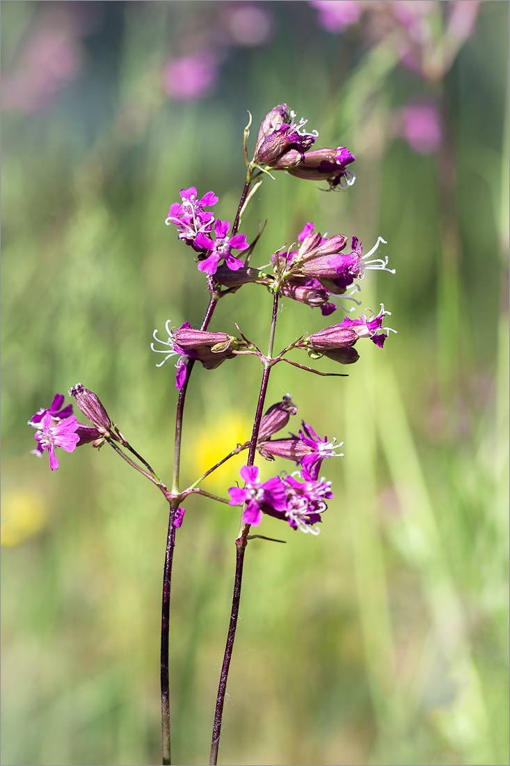 Изображение особи Viscaria vulgaris.