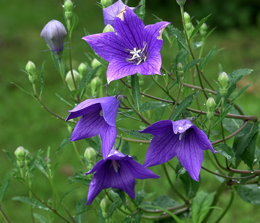 Изображение особи Platycodon grandiflorus.