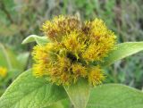 Inula thapsoides. Соцветие. Краснодарский край, окр. г. Новороссийск, хр. Маркотх, окр. пер. Андреевский, опушка леса. 07.08.2019.