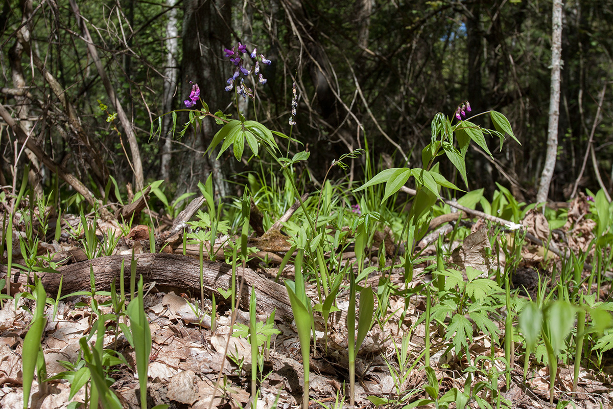 Изображение особи Lathyrus vernus.