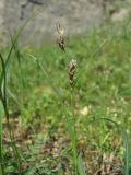 род Carex