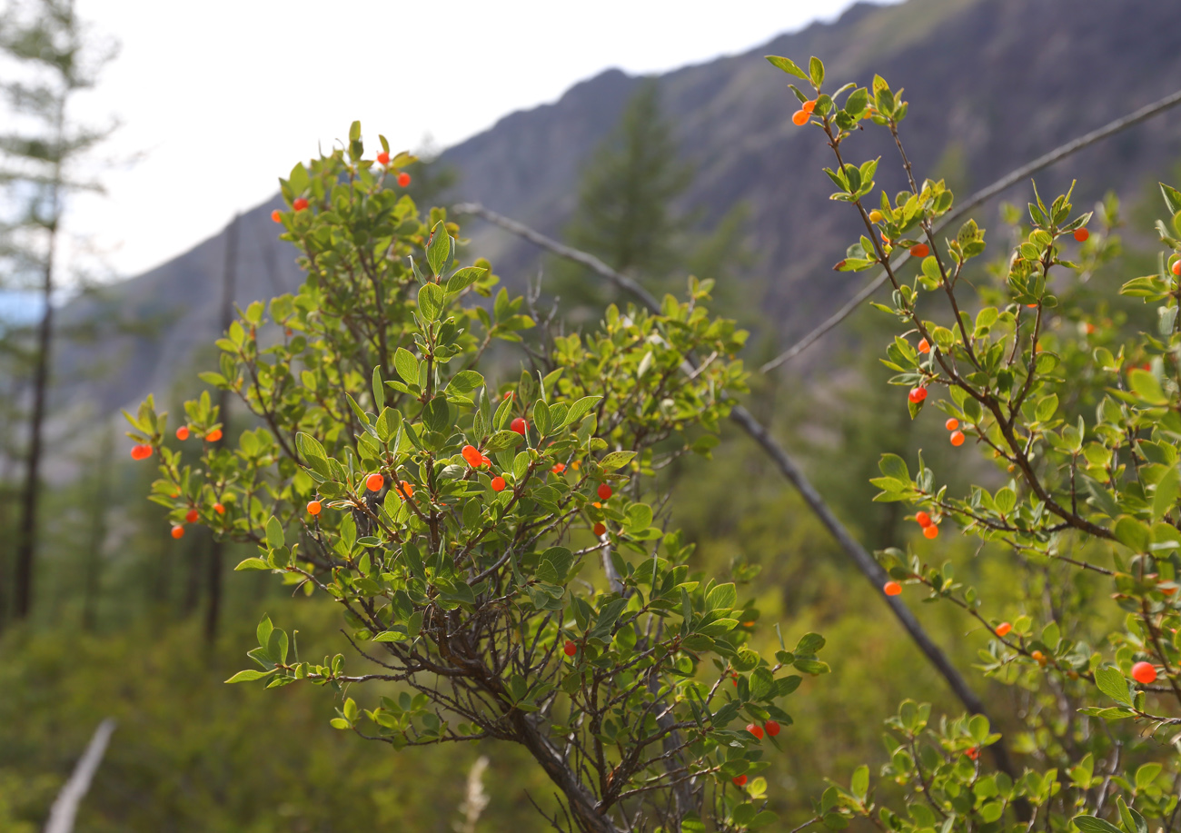 Изображение особи Lonicera microphylla.