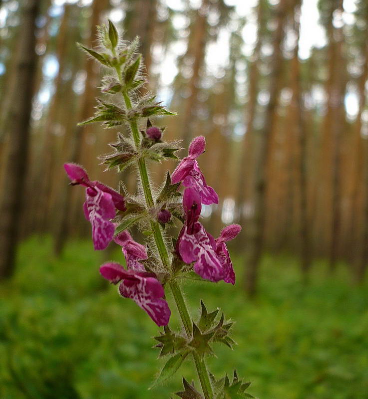 Изображение особи Stachys sylvatica.