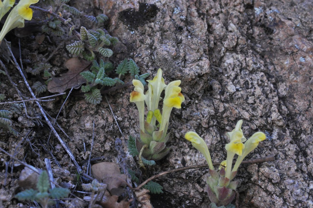 Image of genus Scutellaria specimen.