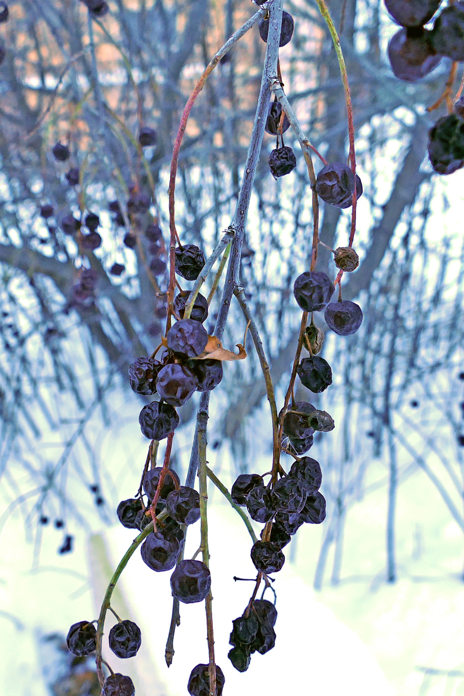 Image of Padus virginiana specimen.