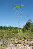 Crepis biennis