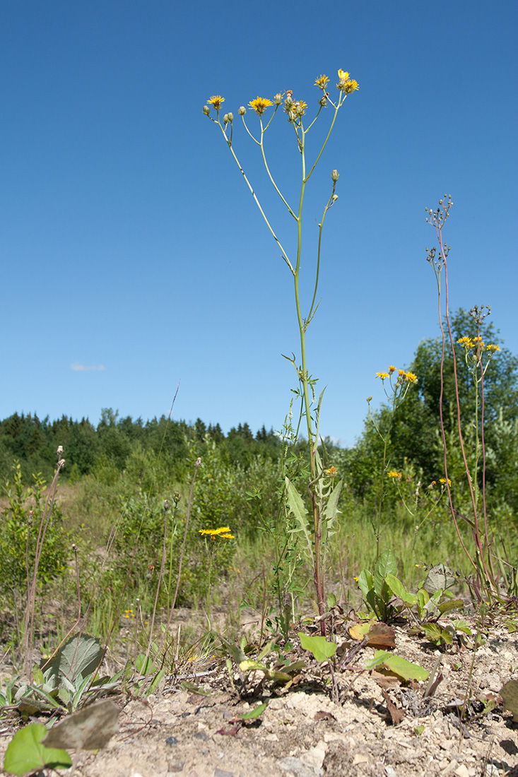 Изображение особи Crepis biennis.