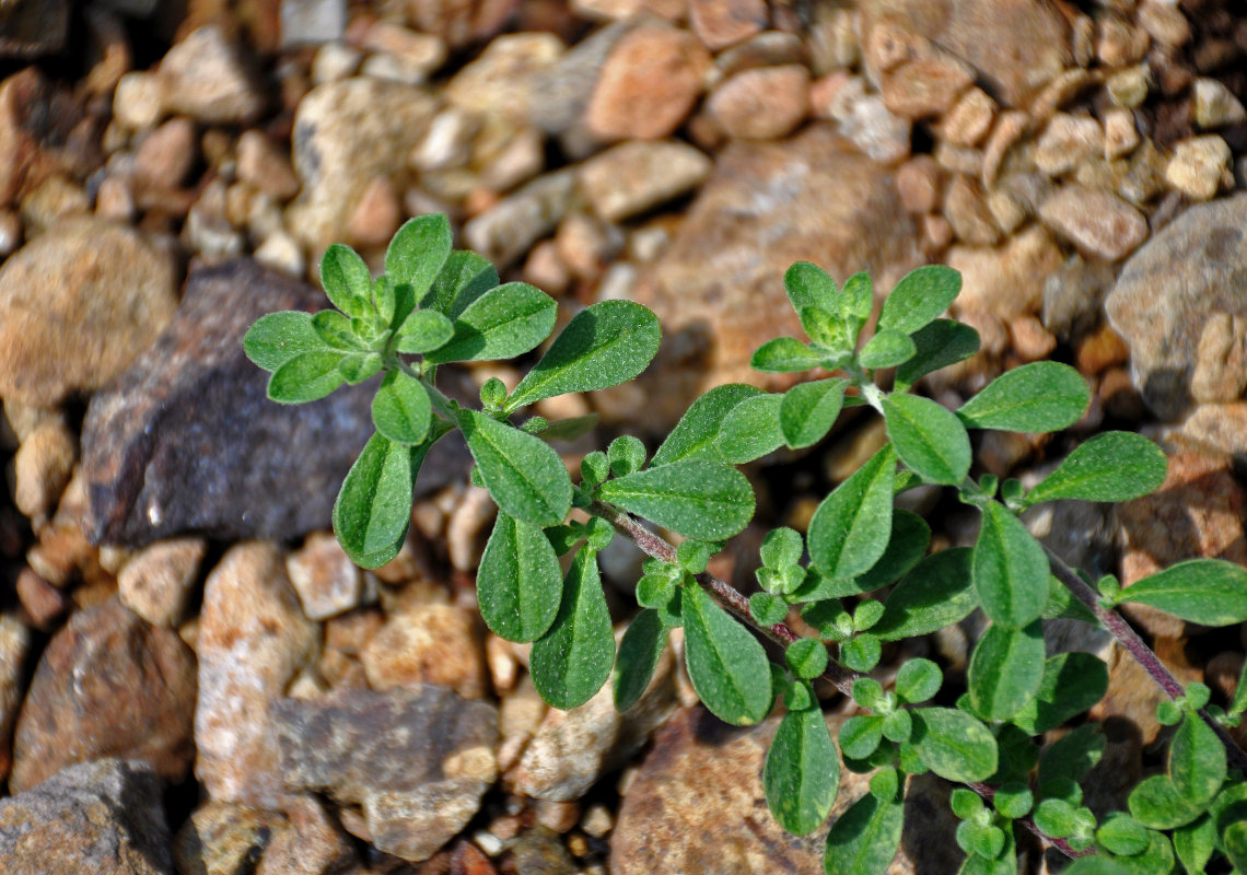 Image of class Magnoliopsida specimen.