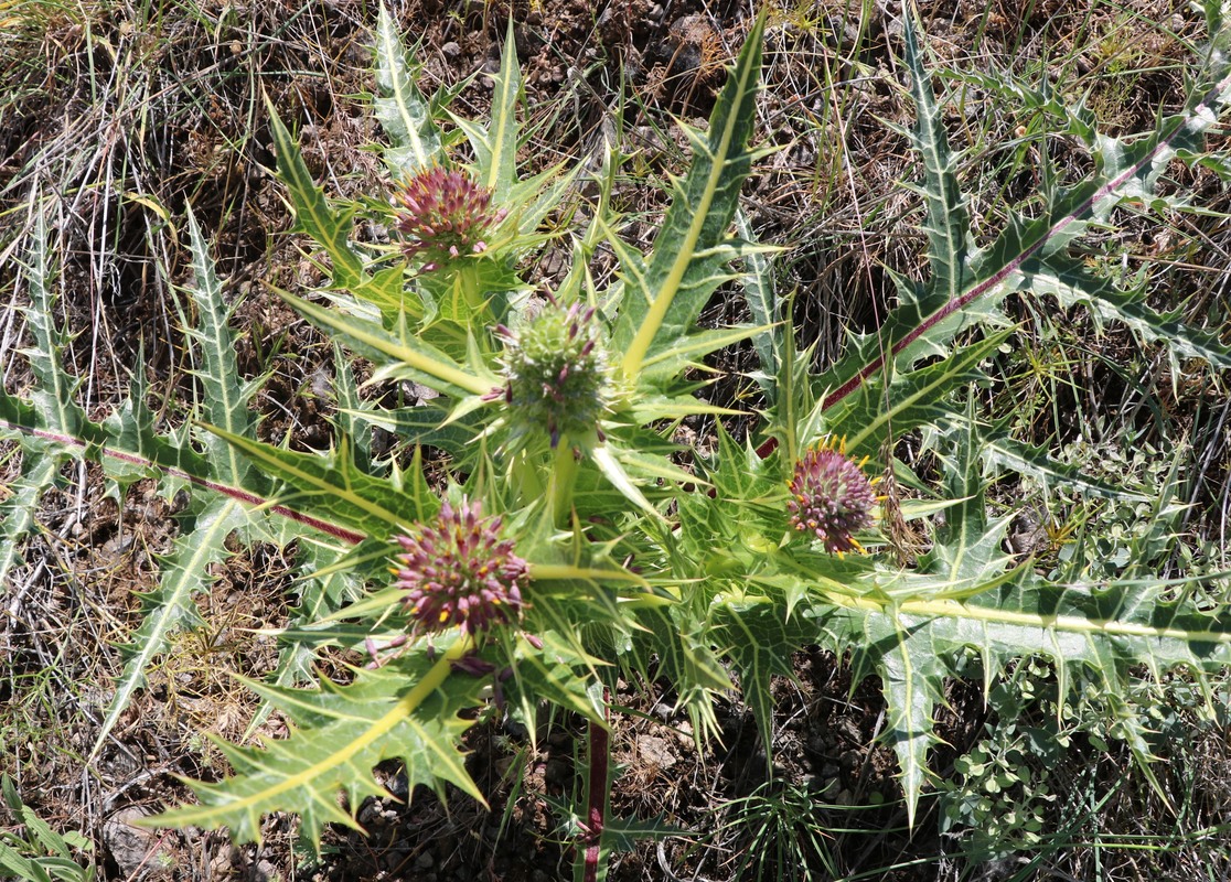 Image of Gundelia aragatsi specimen.