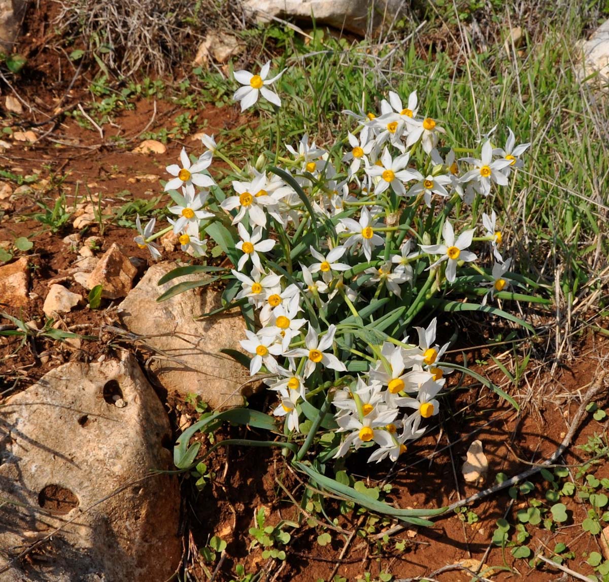 Image of Narcissus tazetta specimen.