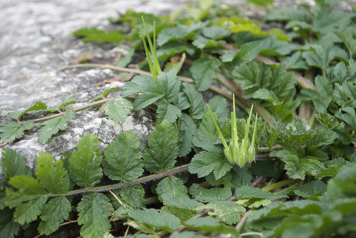 Изображение особи Erodium moschatum.