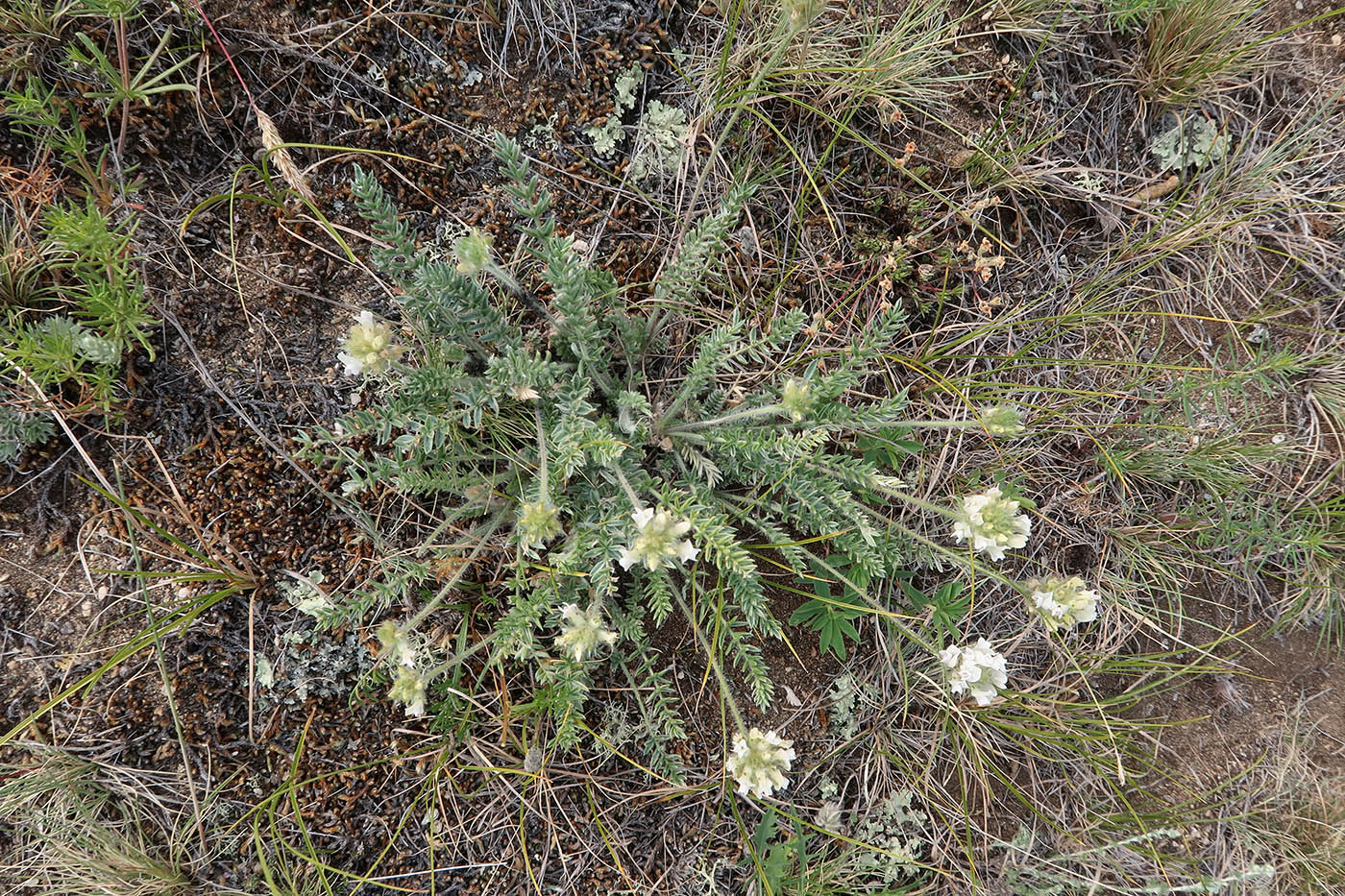 Изображение особи Oxytropis selengensis.