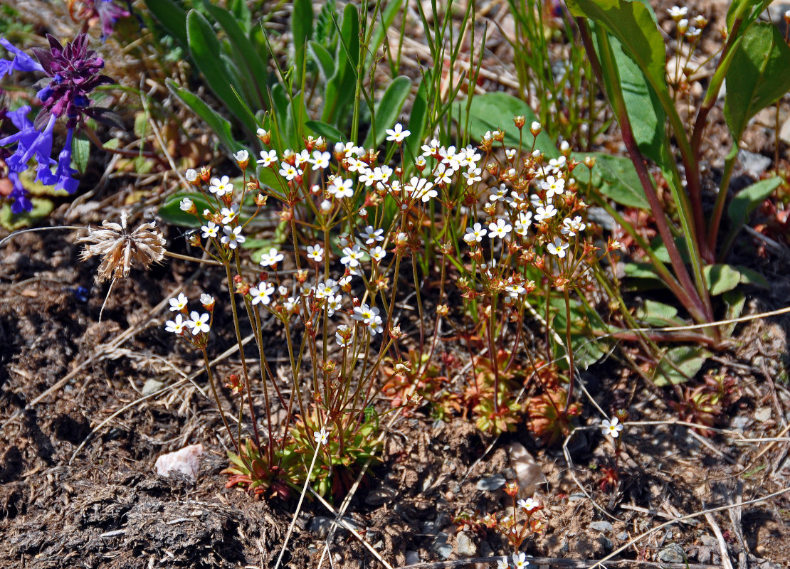 Image of Androsace lactiflora specimen.