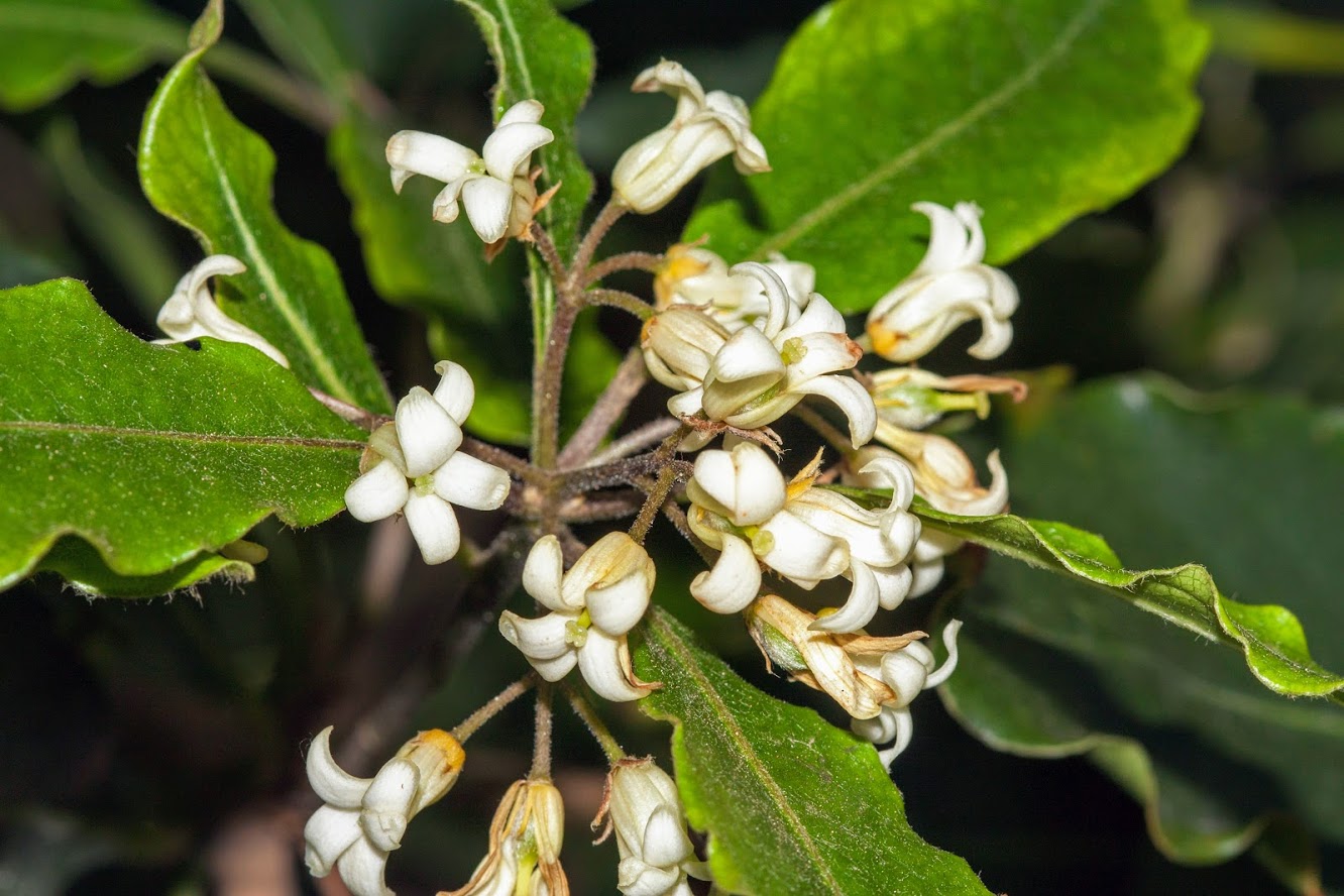 Image of Pittosporum undulatum specimen.