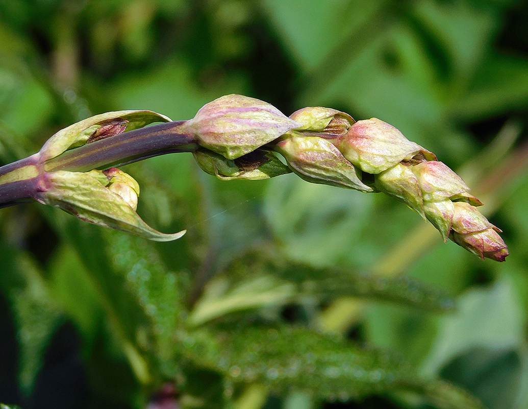 Image of Salvia ringens specimen.