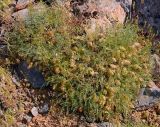 Astragalus pachyrrhizus
