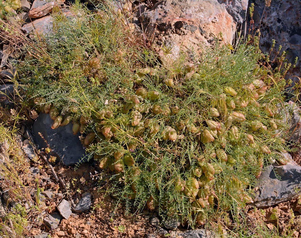 Image of Astragalus pachyrrhizus specimen.